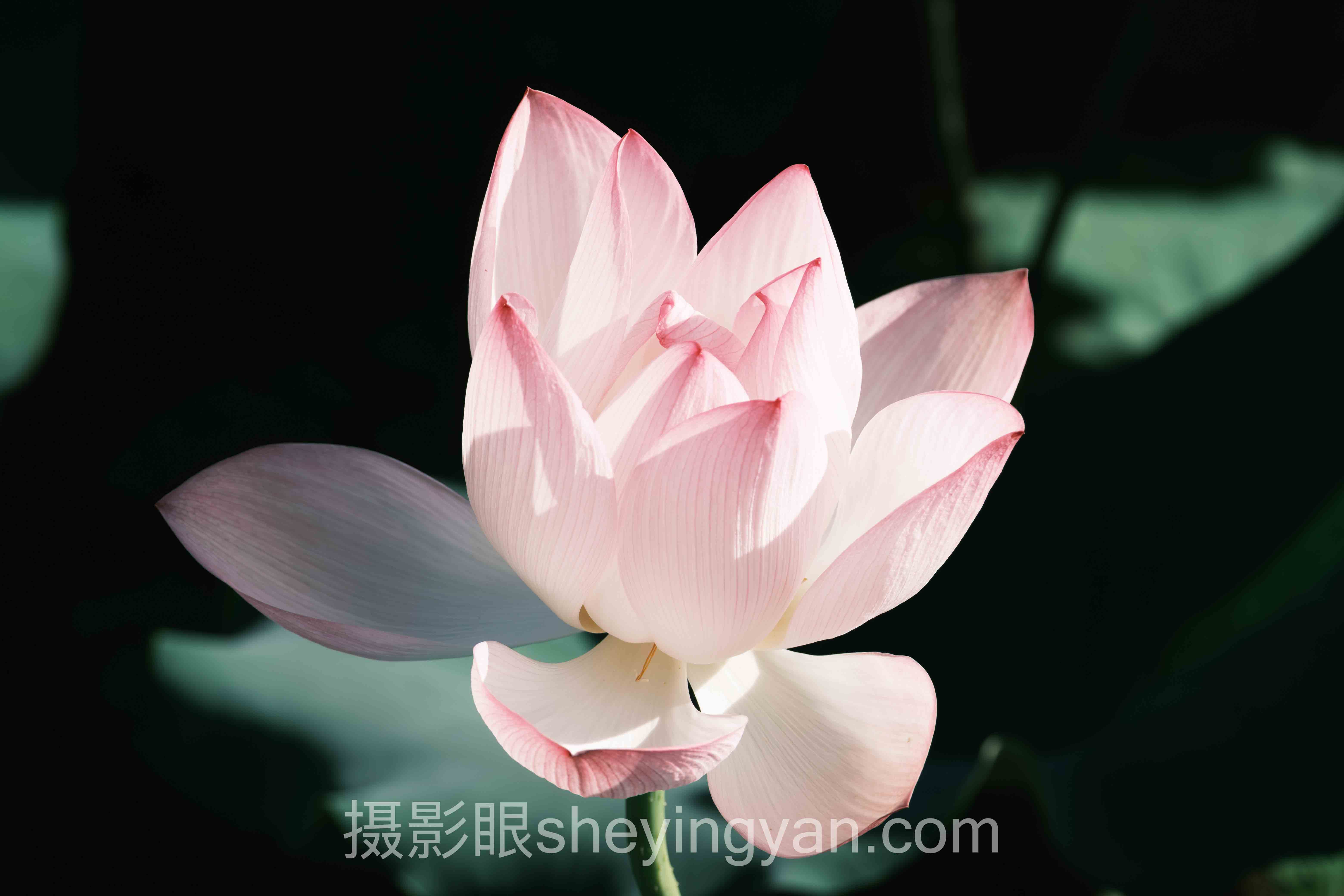 照片点评摄影进步方法深度分析：现状、挑战与未来趋势
