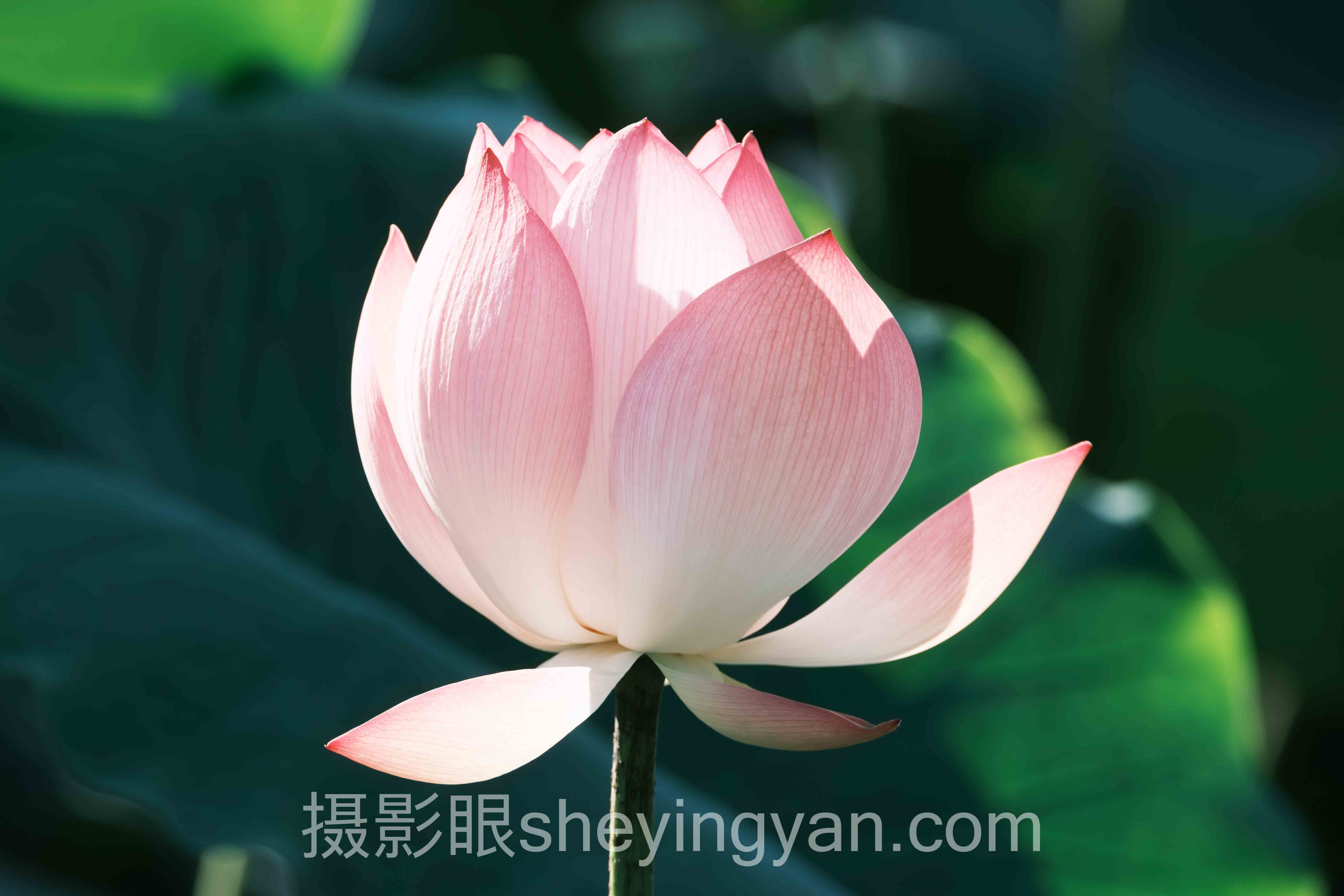 2024年摄影眼测试方法数据报告：关键趋势与洞察