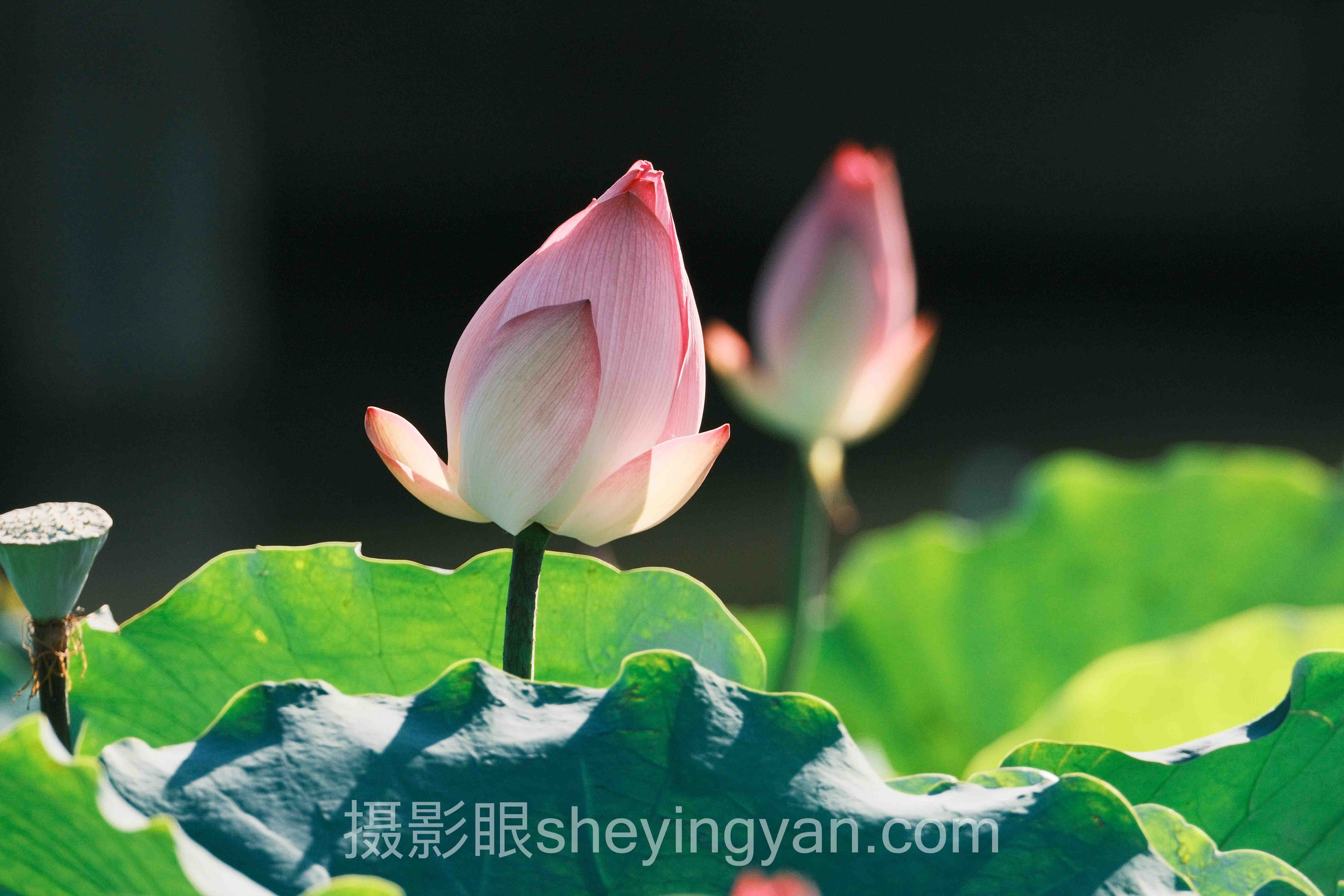 导师实战课