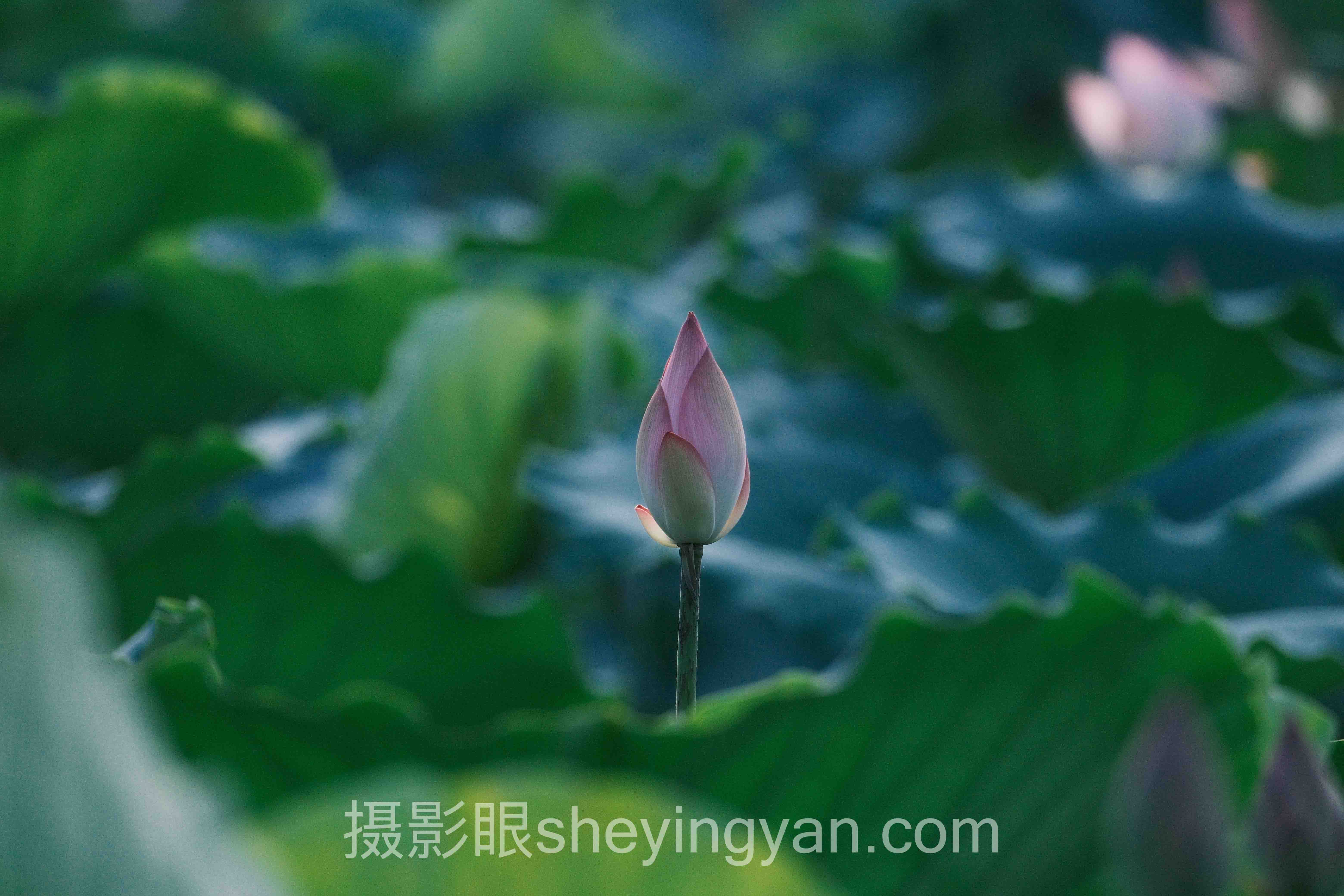 摄影师点评工具网站怎么做？3个案例告诉你答案