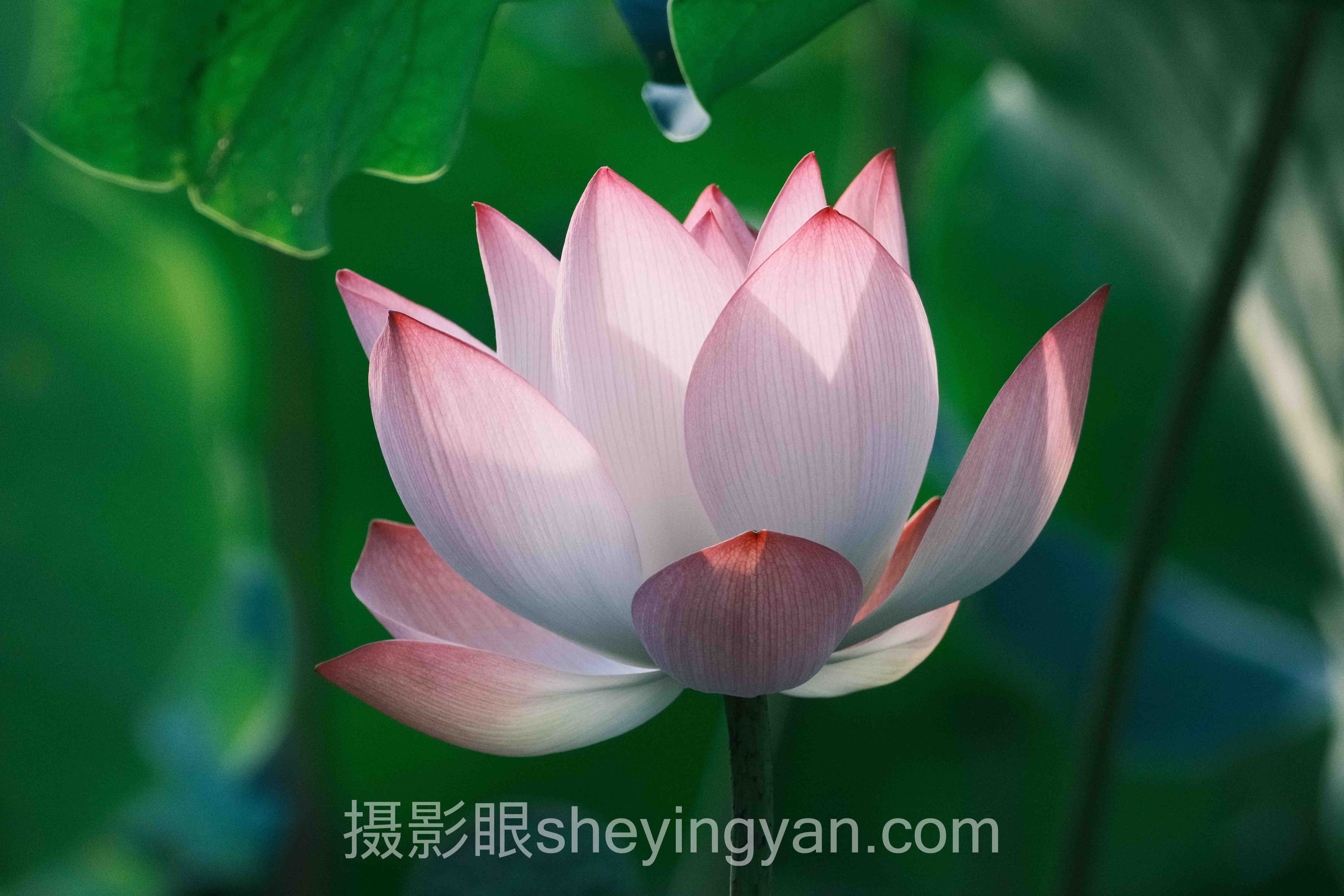 去朦胧怎么用