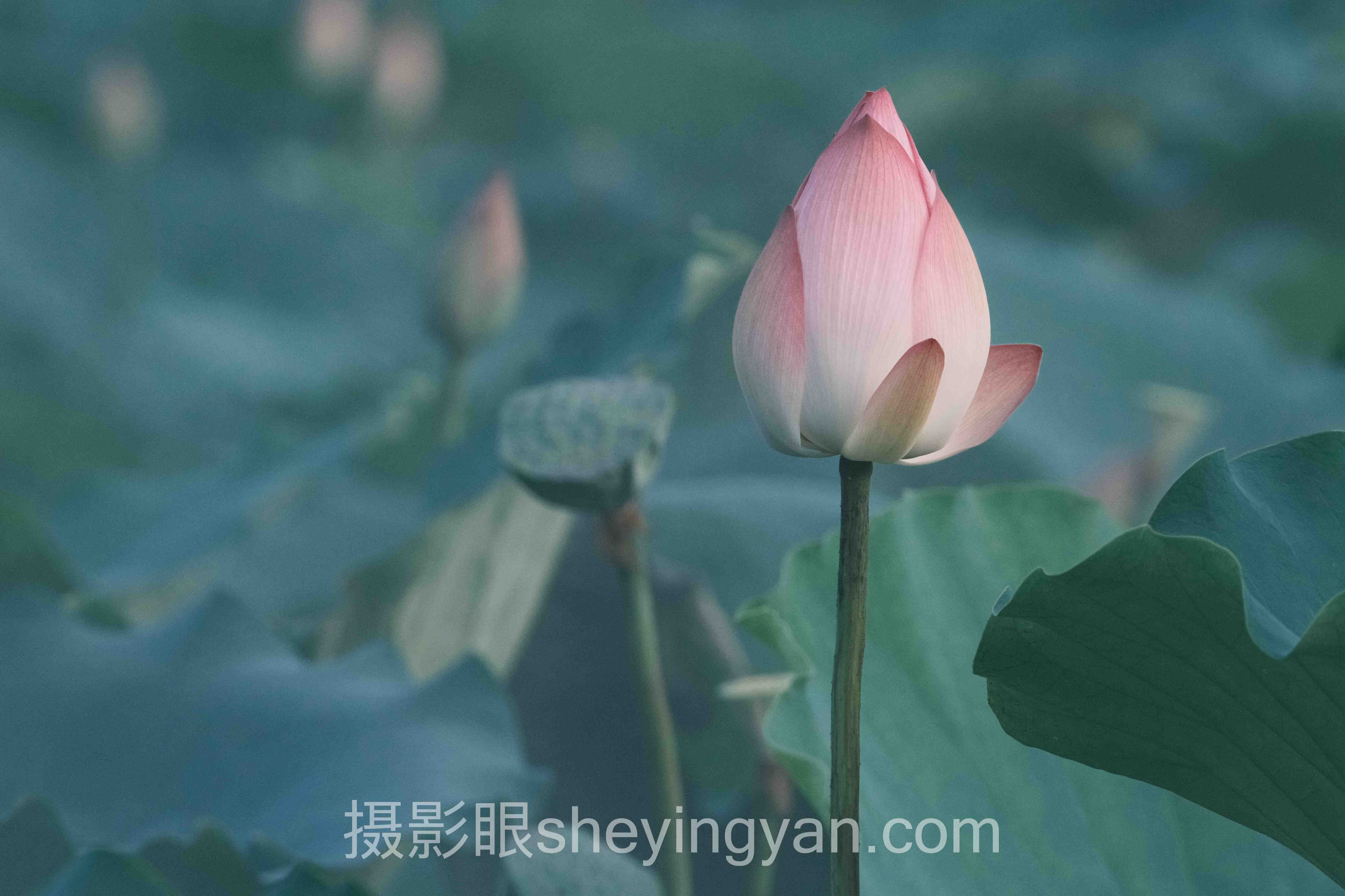 摄影点评深度分析:现状、挑战与未来趋势