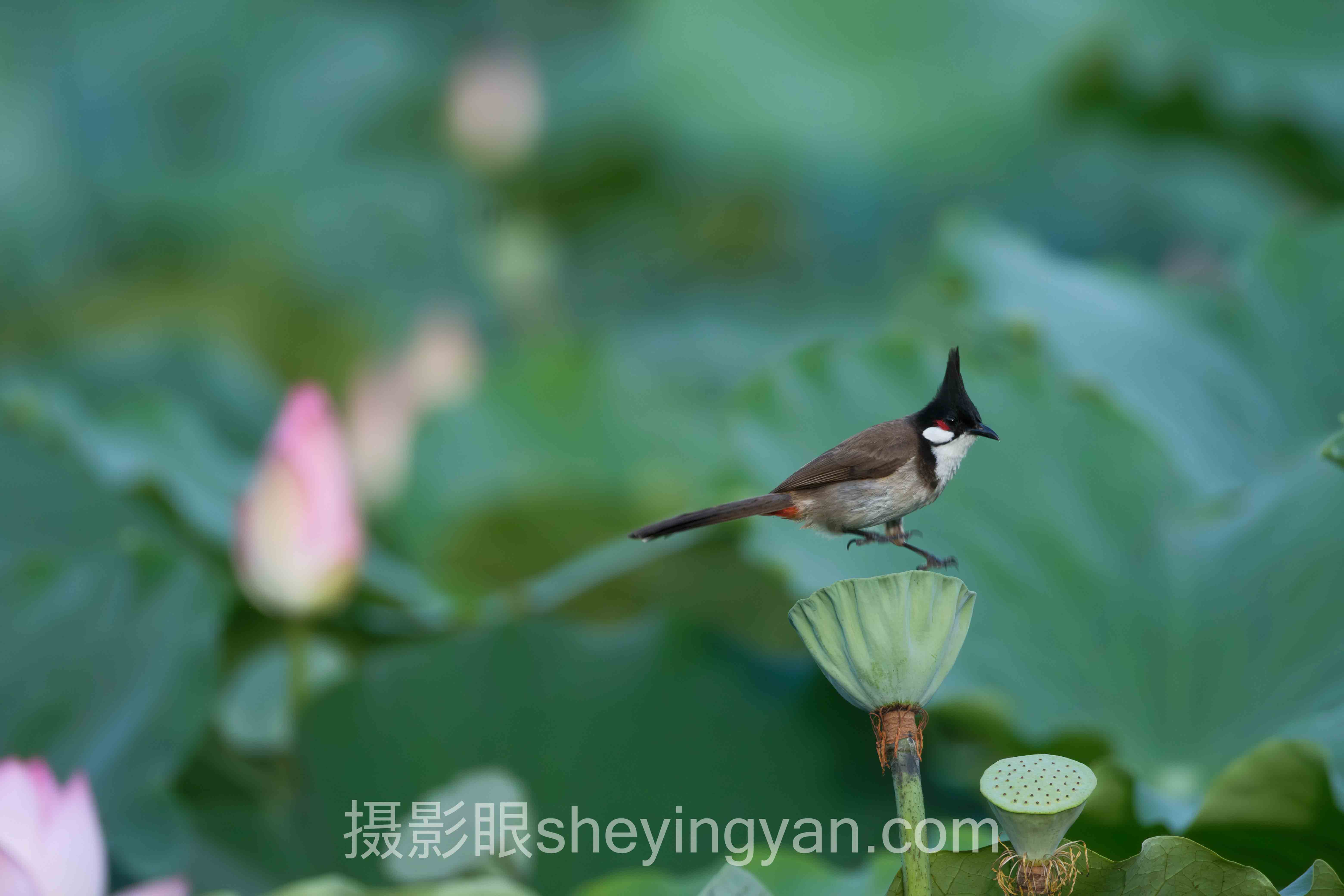 摄影评分标准软件避坑指南：7个关键要点全梳理