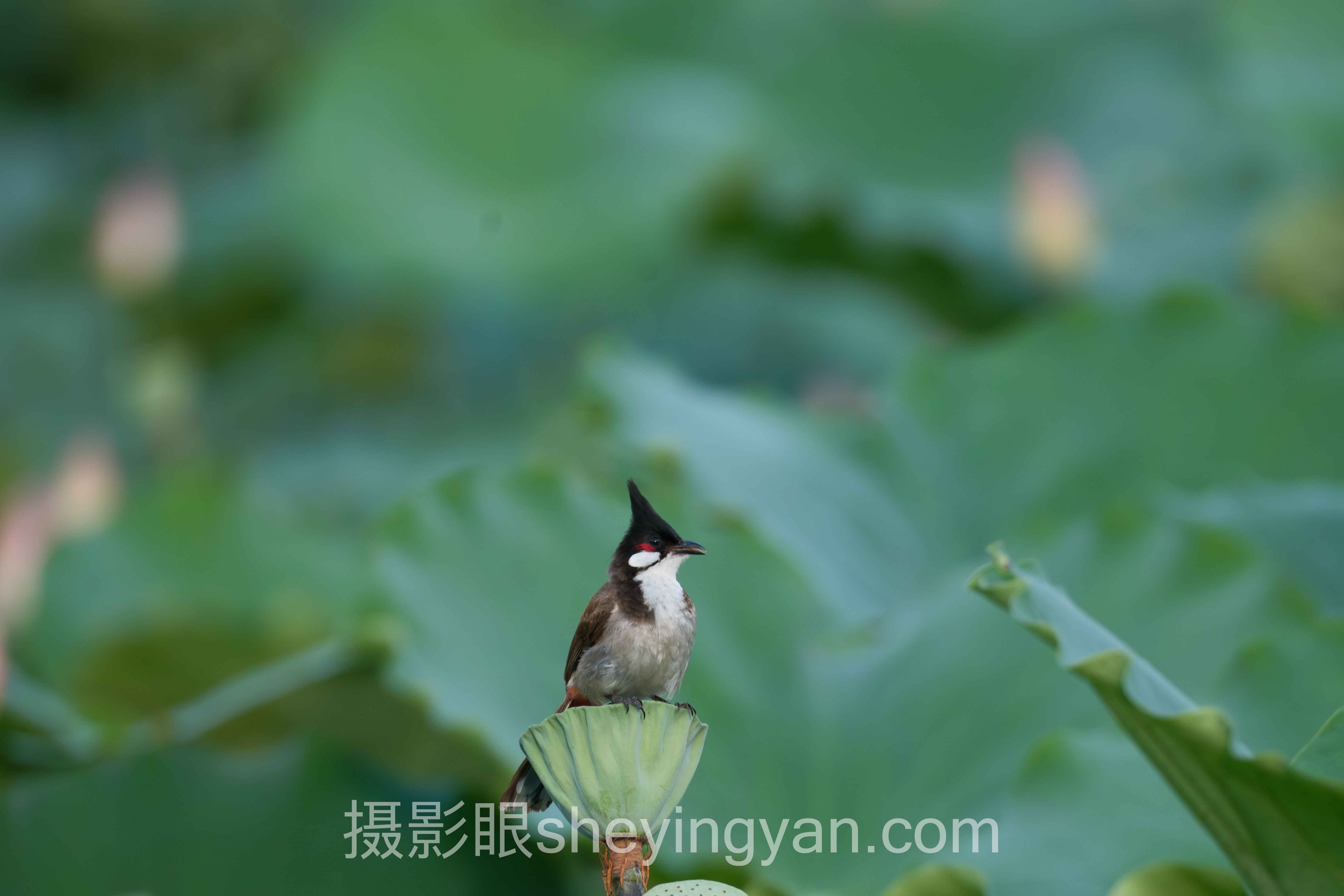 从案例看摄影眼构图点评软件：3位摄影师用AI破局的真实历程