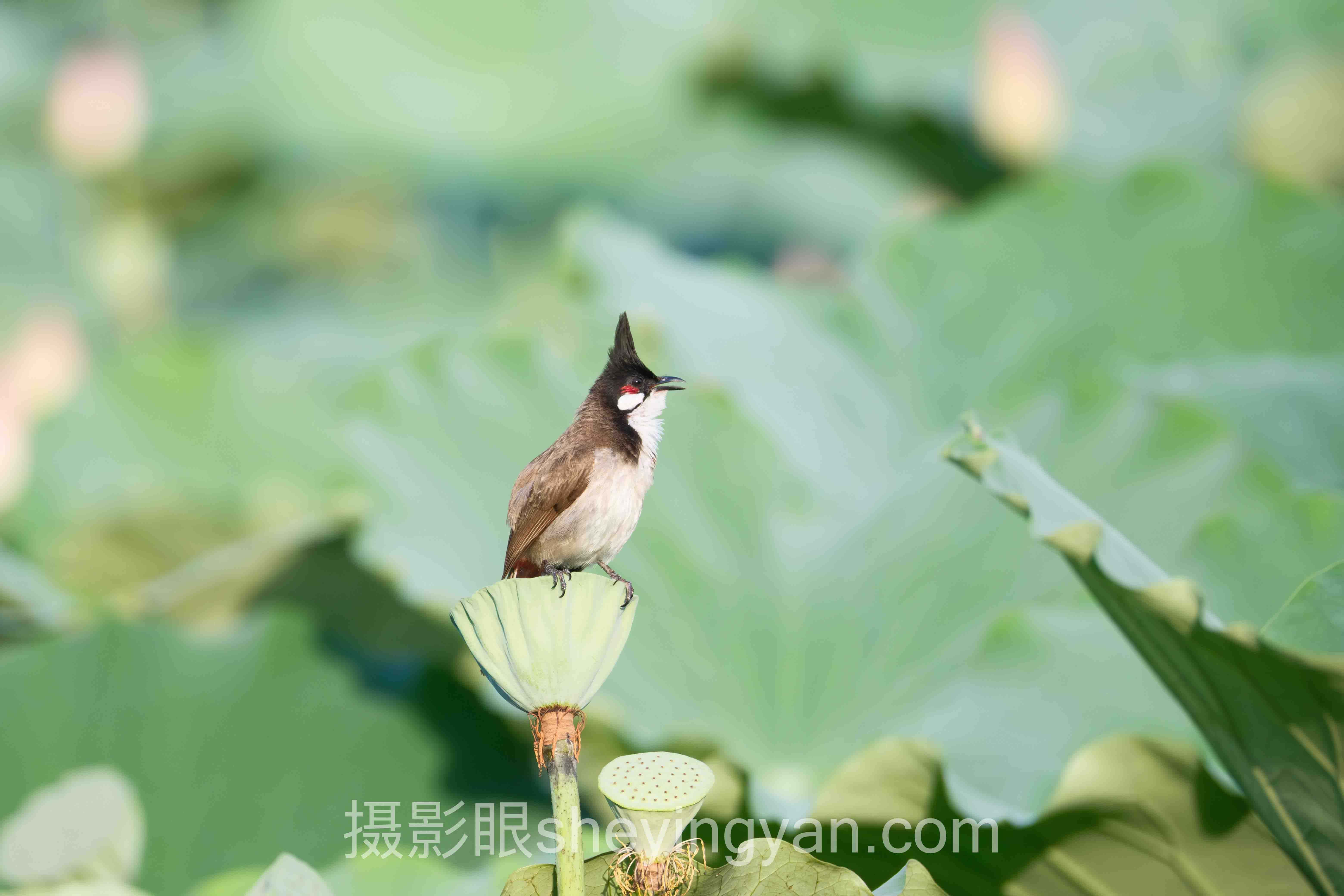 深度系列实验