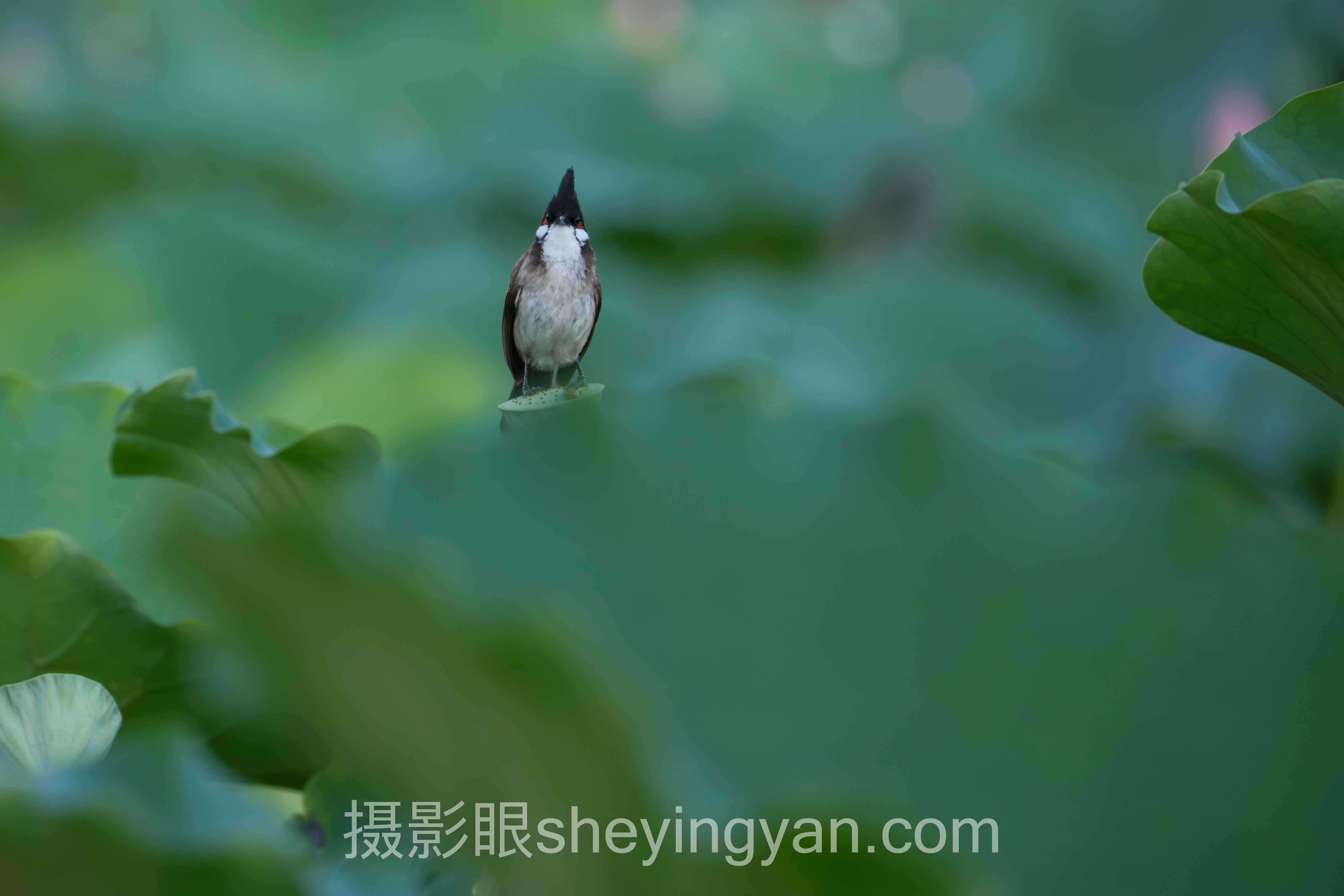 关于摄影眼官网打分的8个关键问题，一次说清