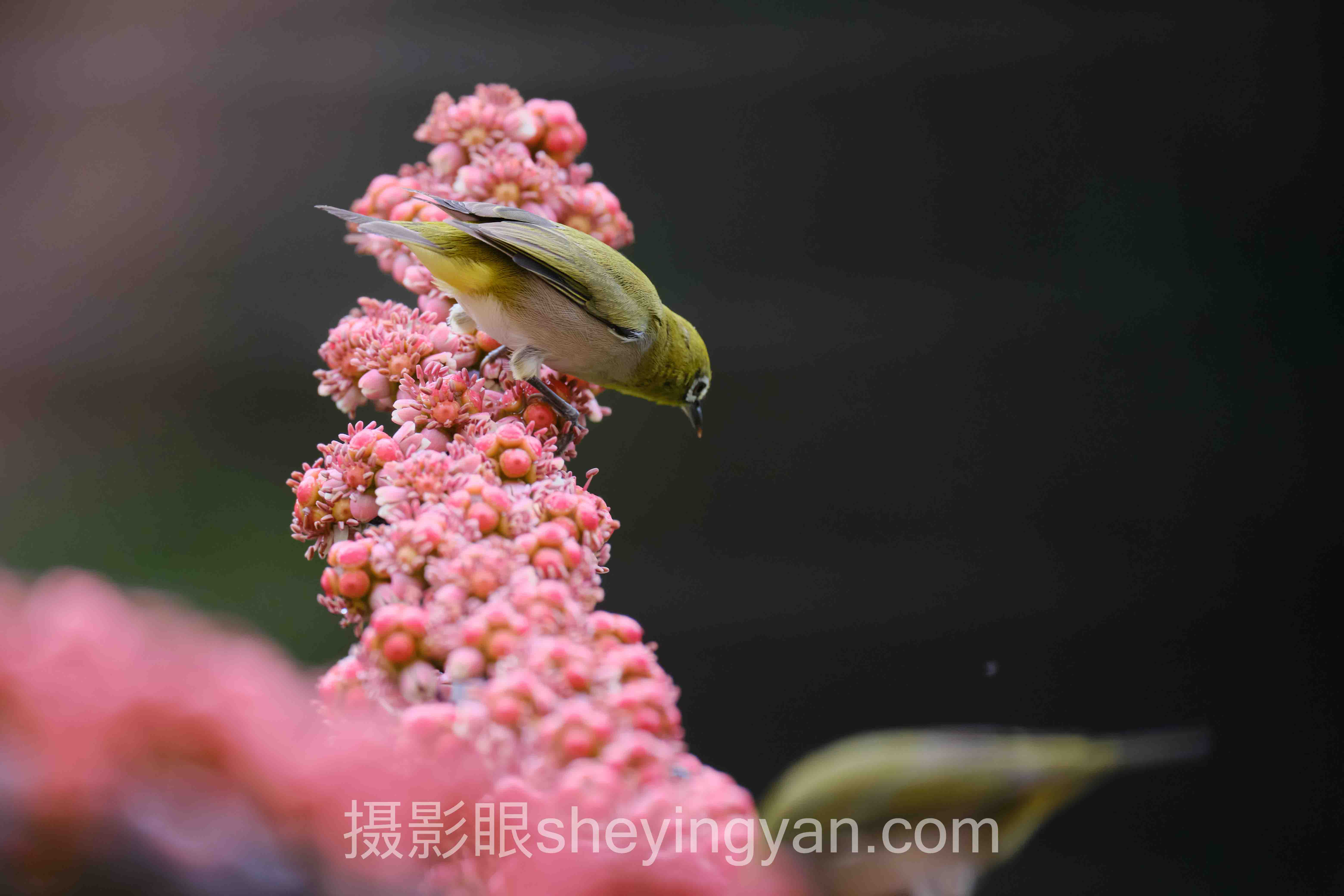 摄影眼官网免费课程主流方案横向对比：碎片化学习时代哪个更适合你？