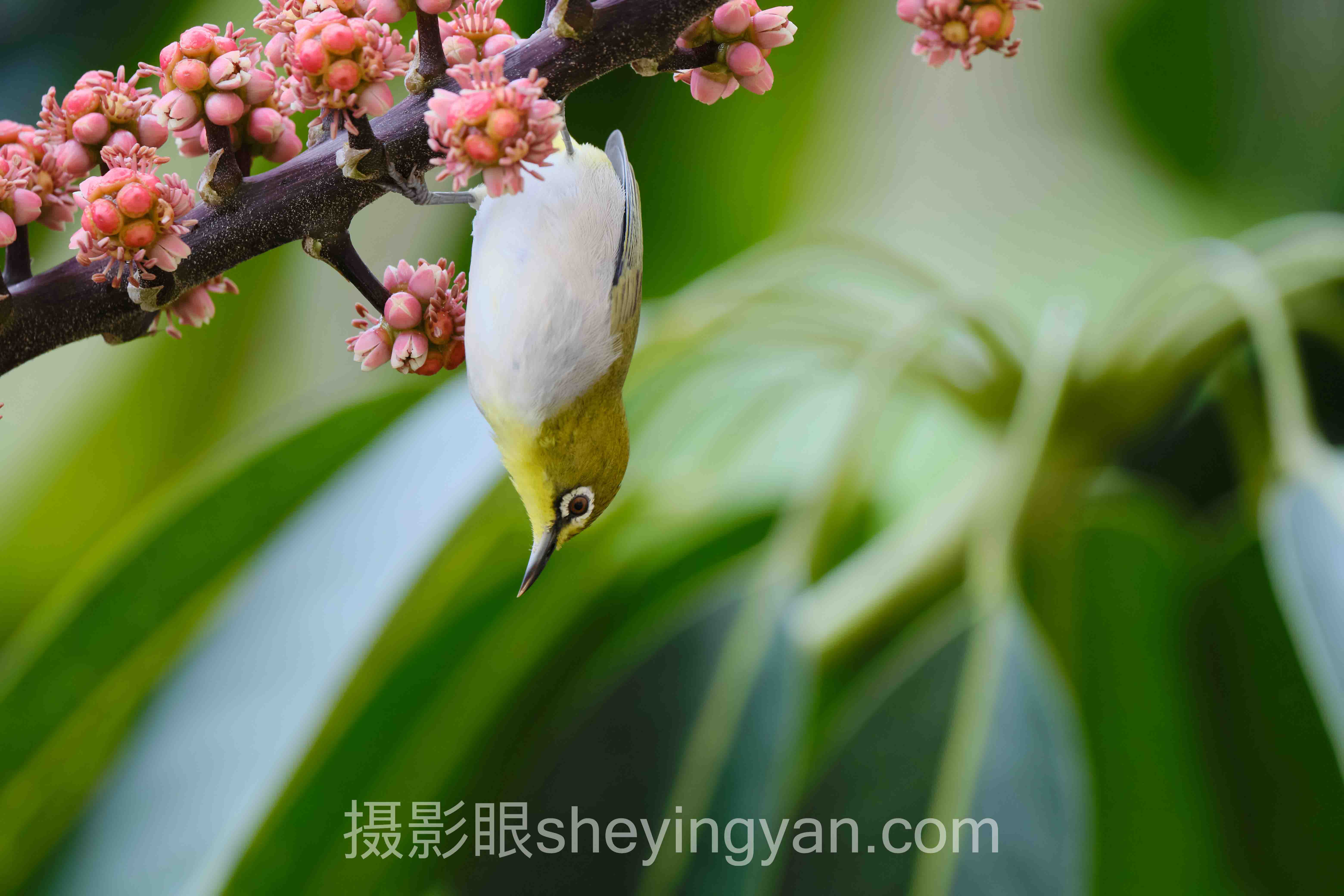 数据说话：2025年索尼相机镜头搭配推荐现状与趋势