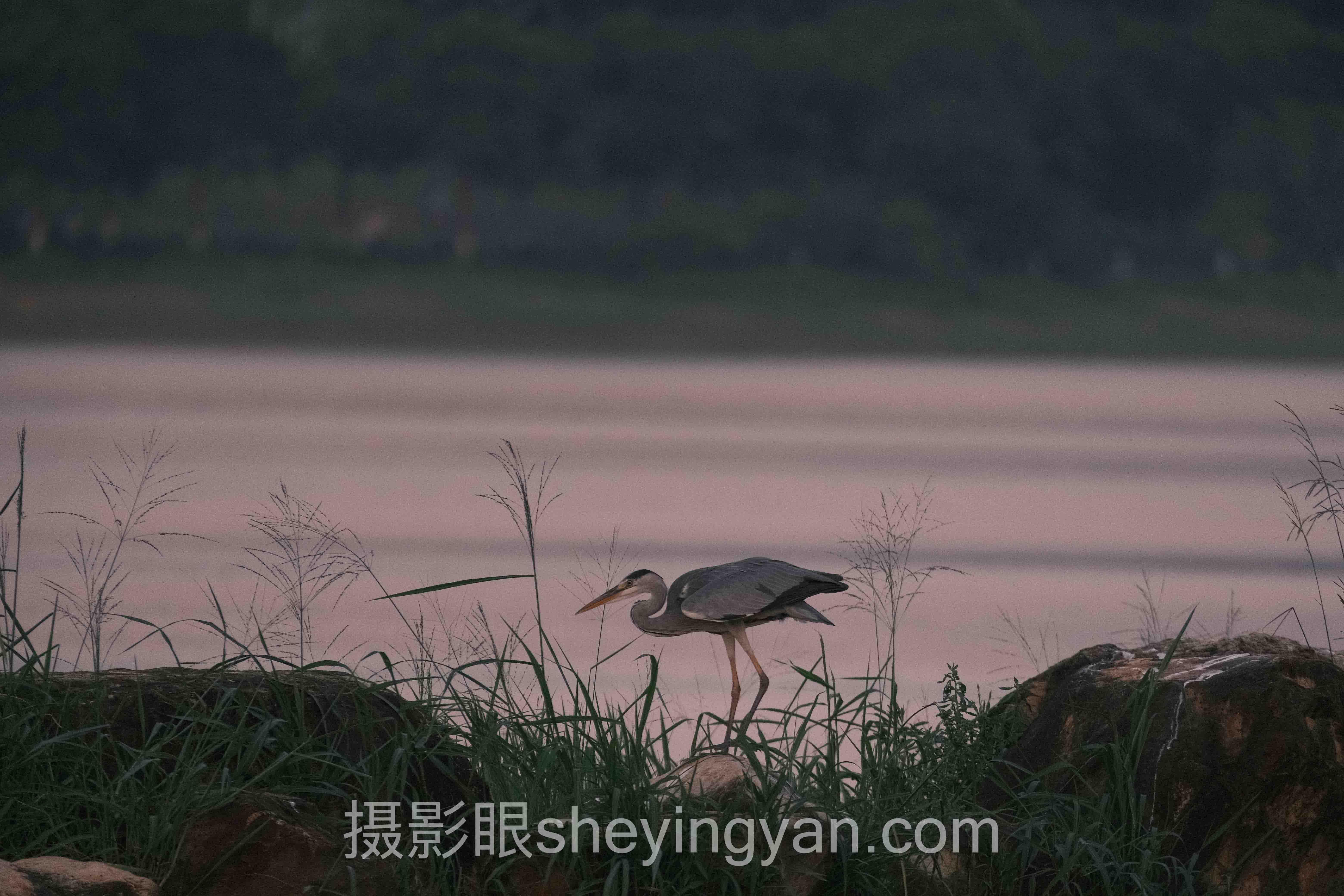 摄影眼月卡是什么：摄影点评订阅制深度分析与趋势