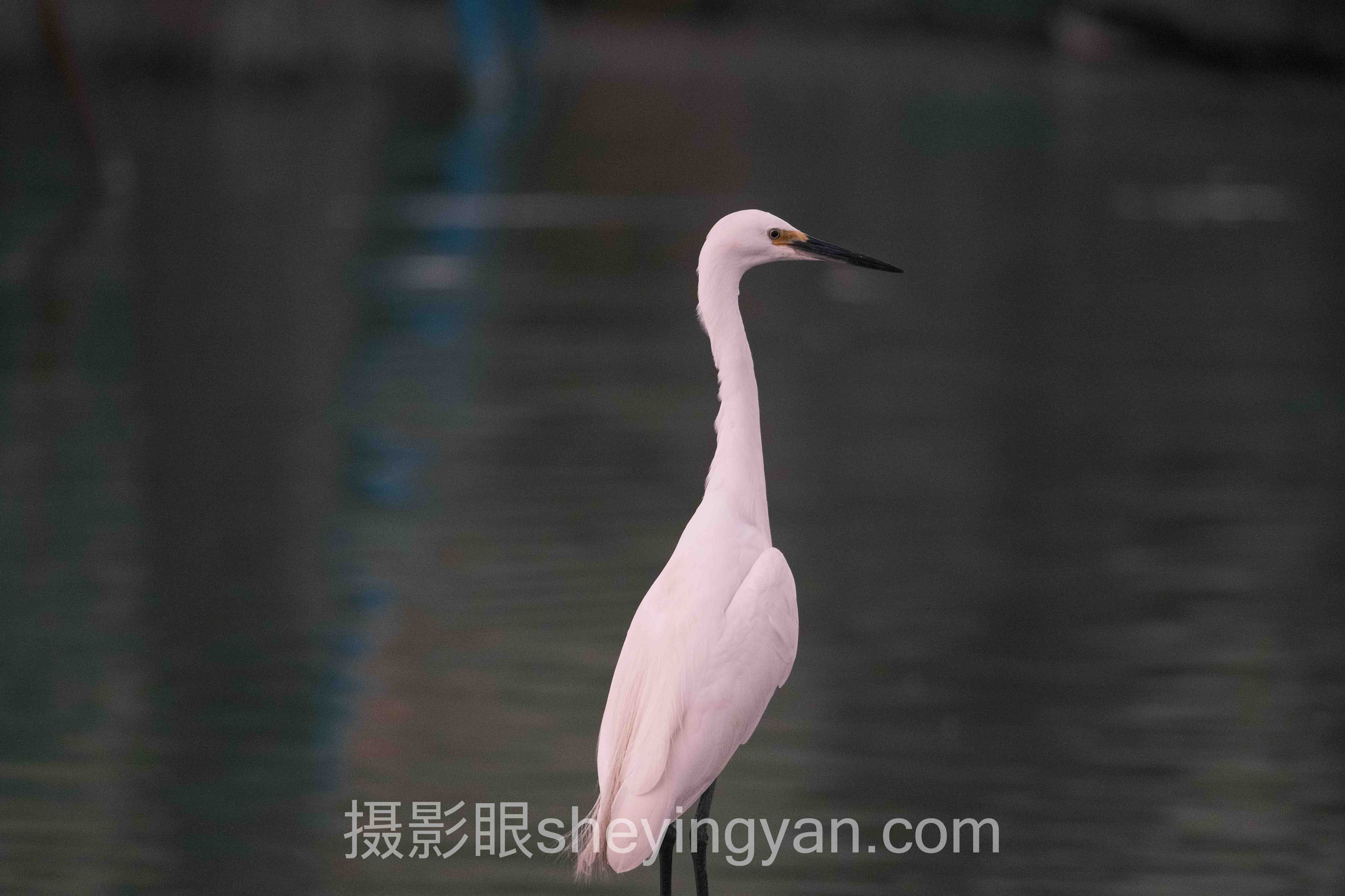 2024年人像摄影后期处理数据报告：关键趋势与洞察