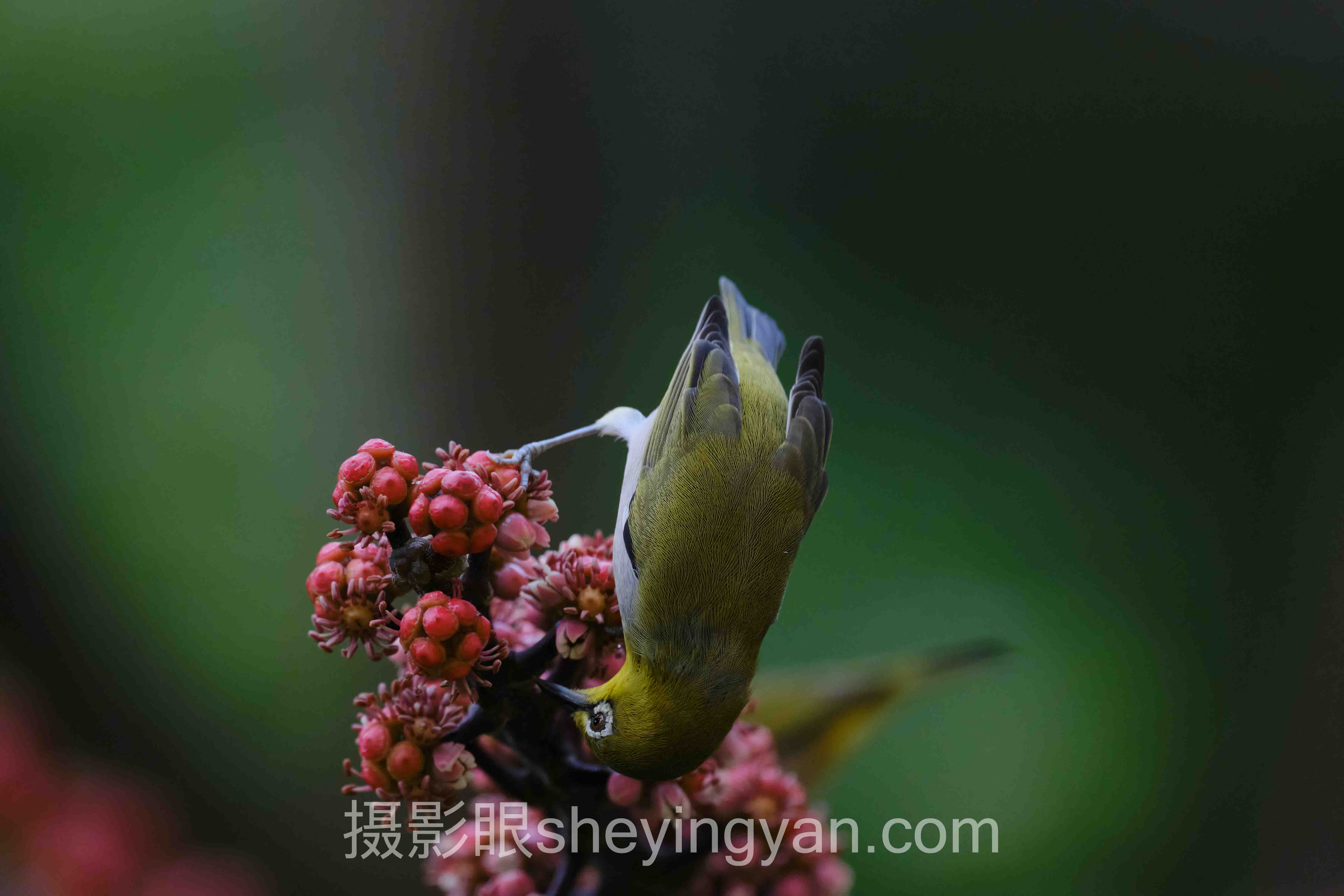 人像摄影点评完整指南：从入门到精通的6个步骤
