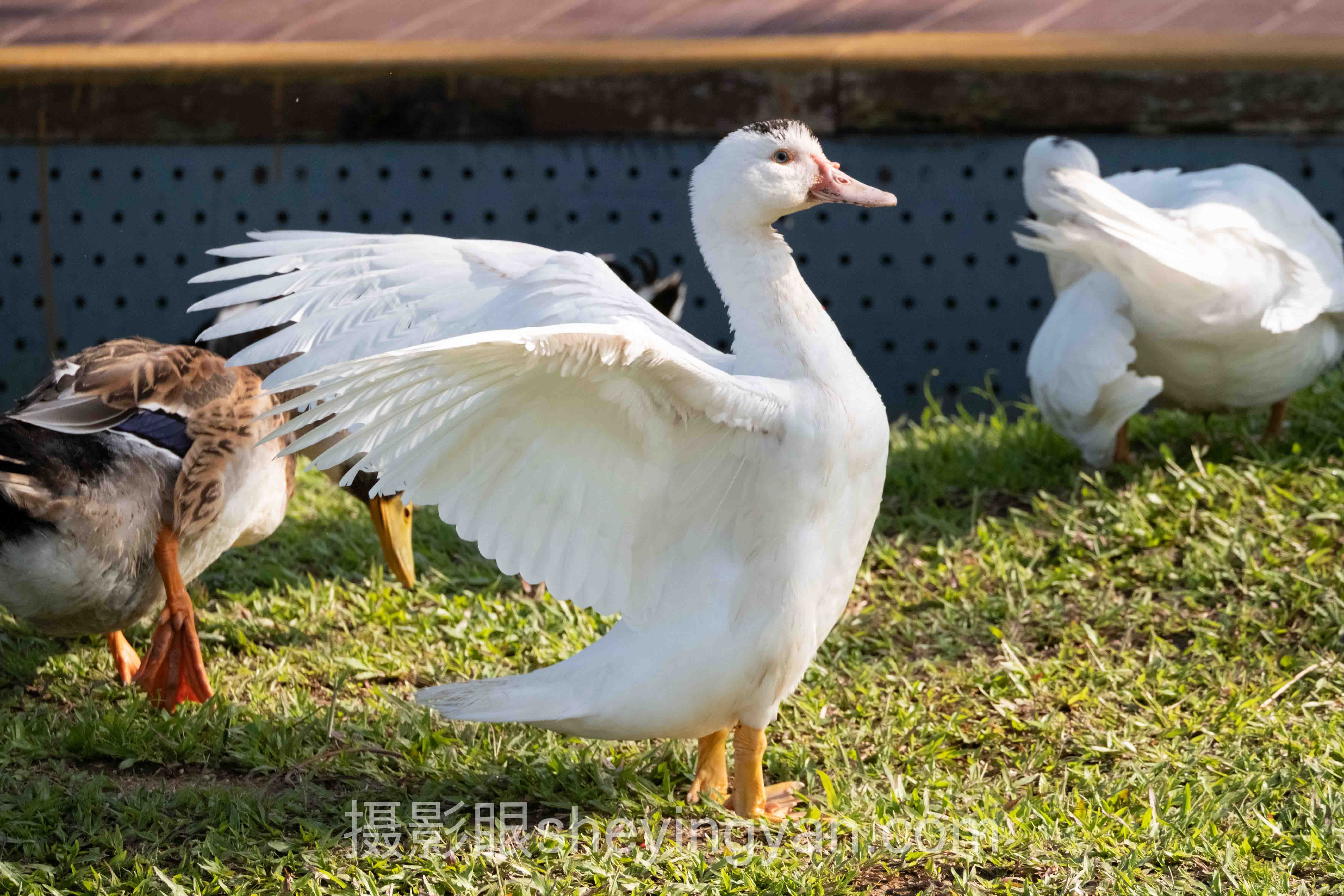 摄影师点评工具网站怎么做？3个案例告诉你答案