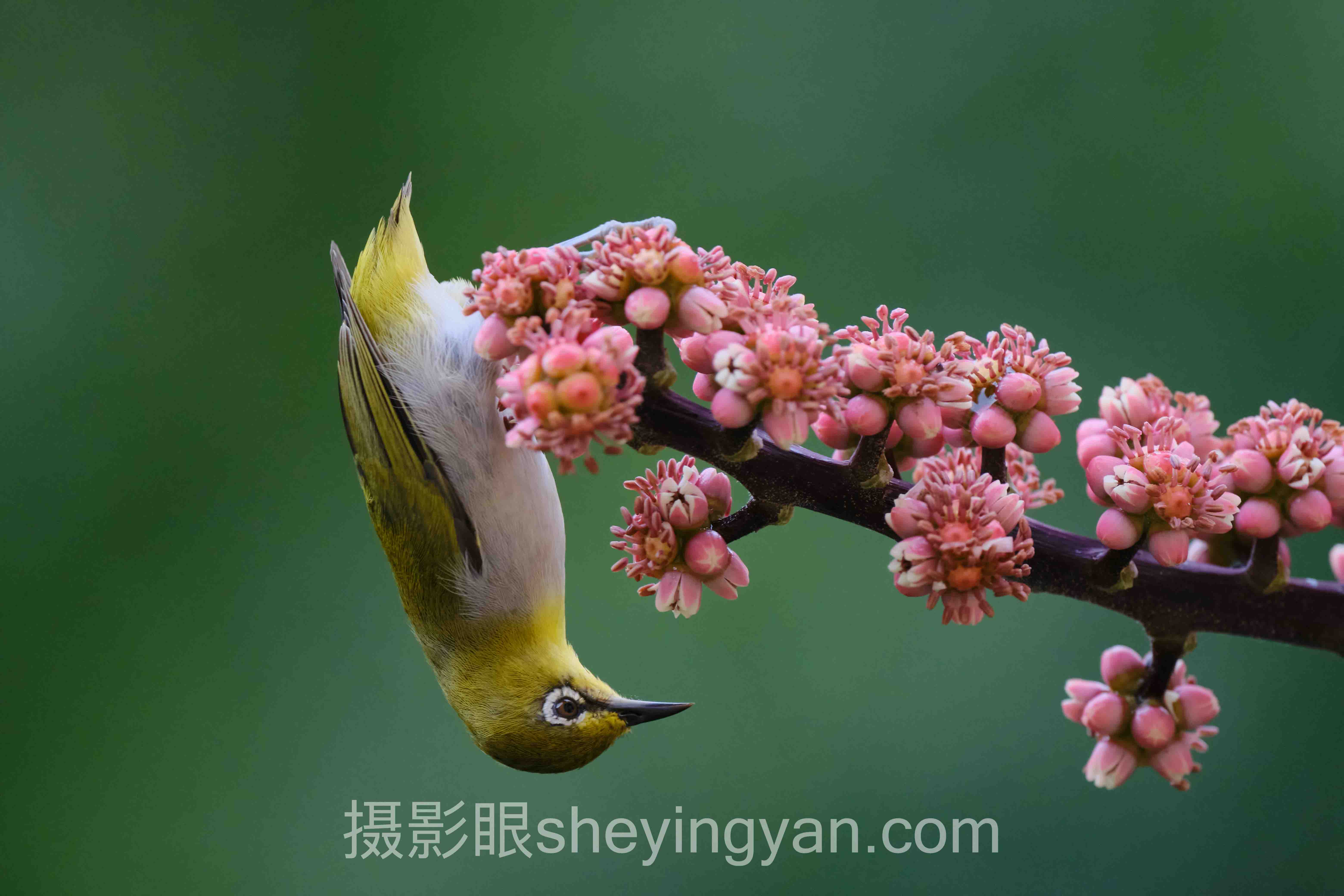摄影眼官网会员价格全景解读：问题根源与破局之道
