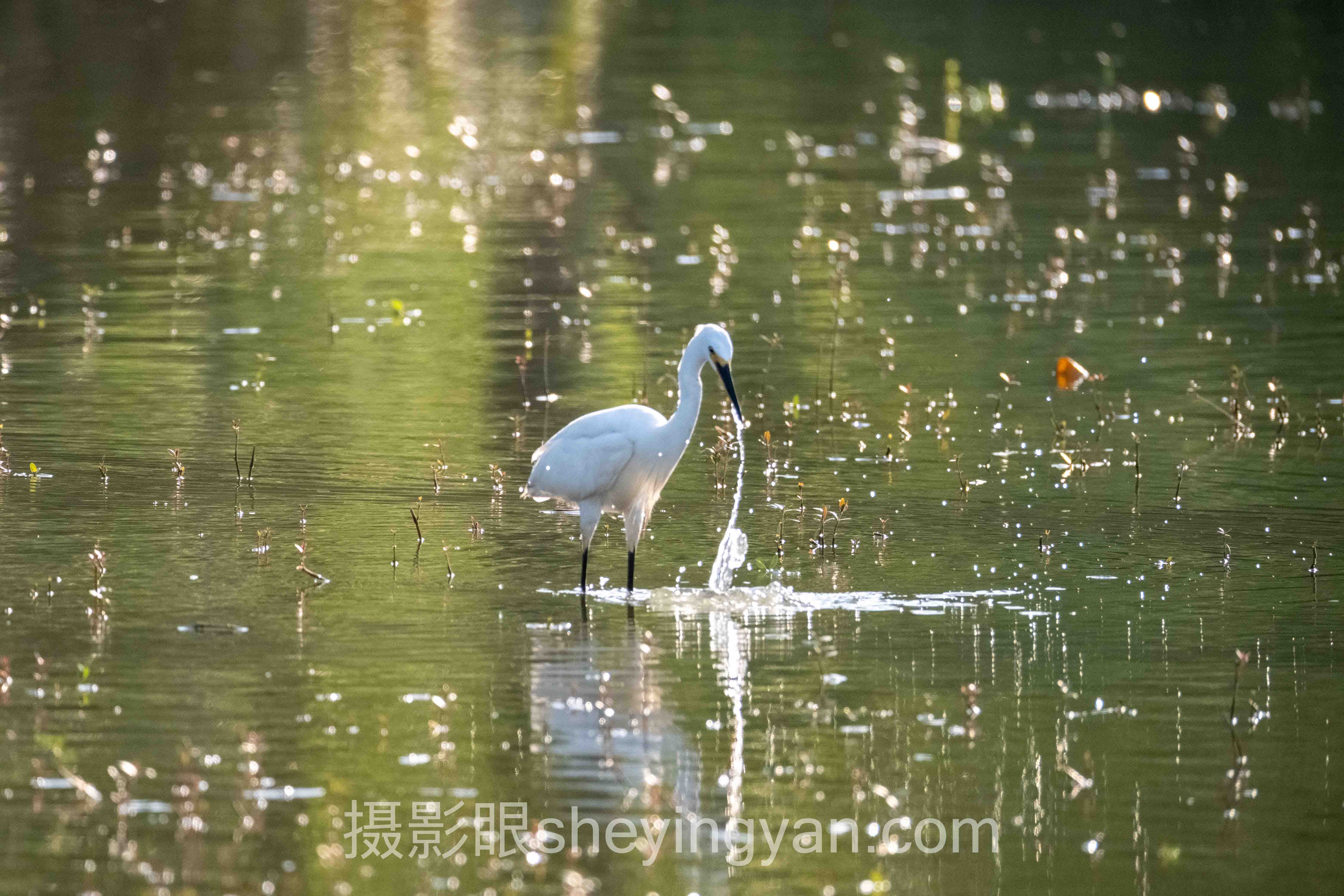 摄影眼sheyingyan.com