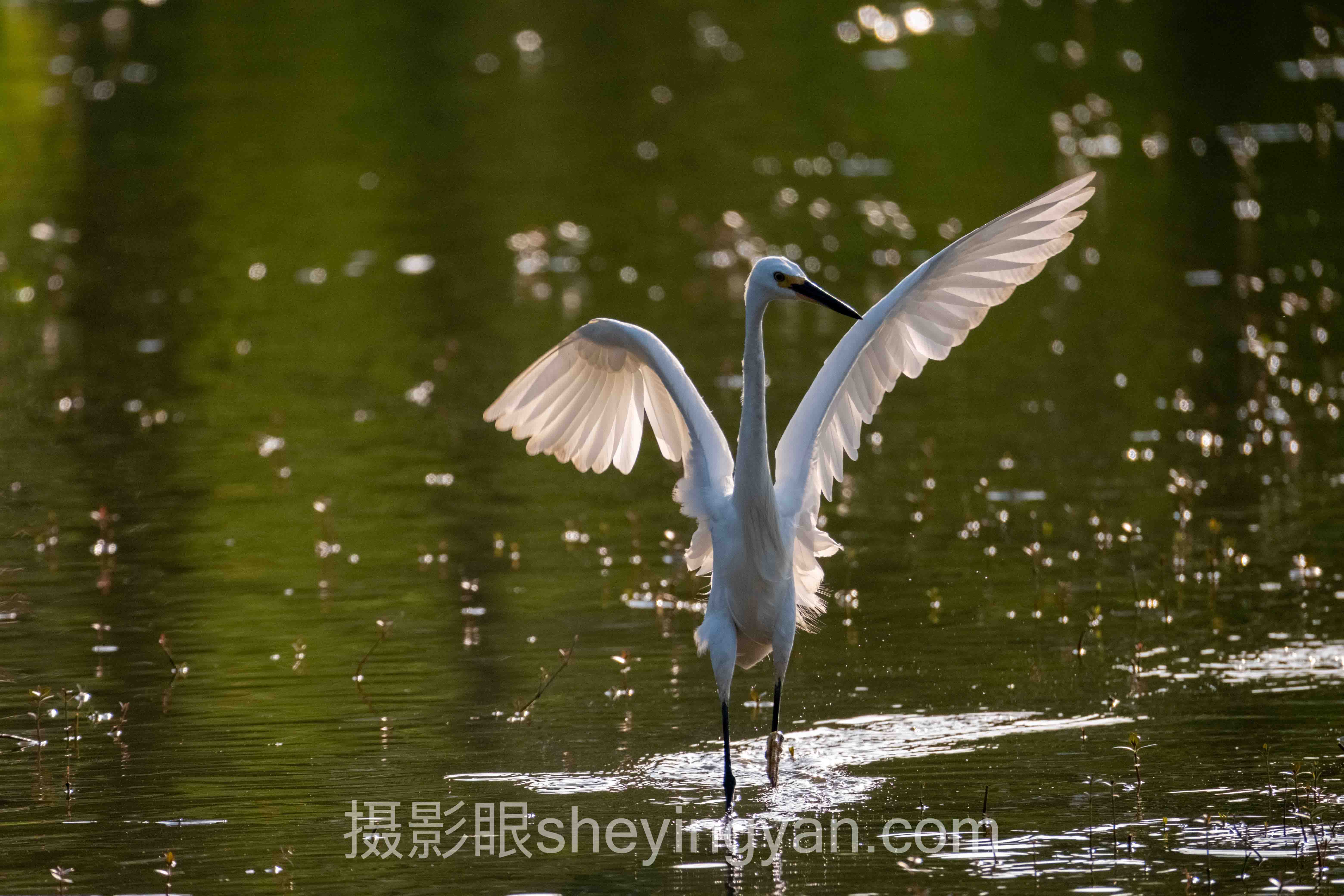 导师